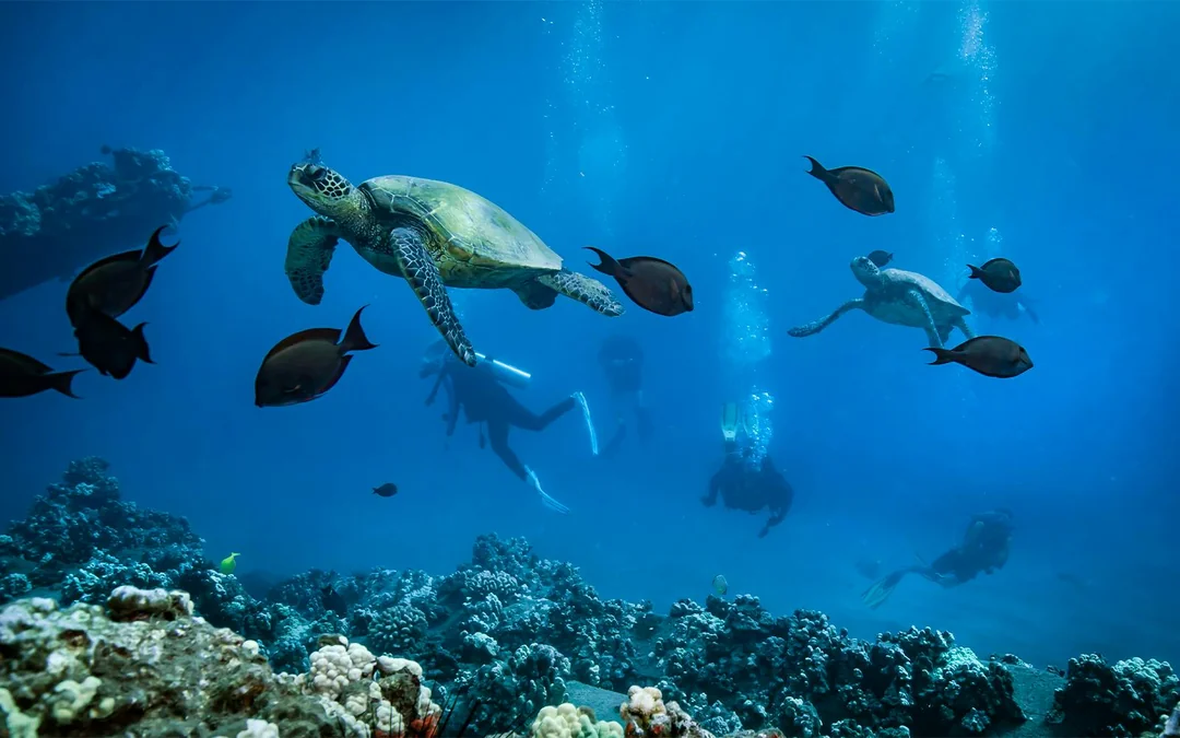 Maui Turtle and Shark Dive Tours Image 2