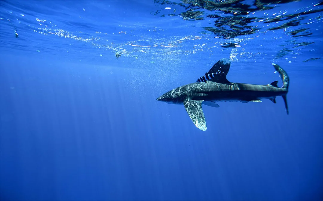 Maui Turtle and Shark Dive Tours Image 3