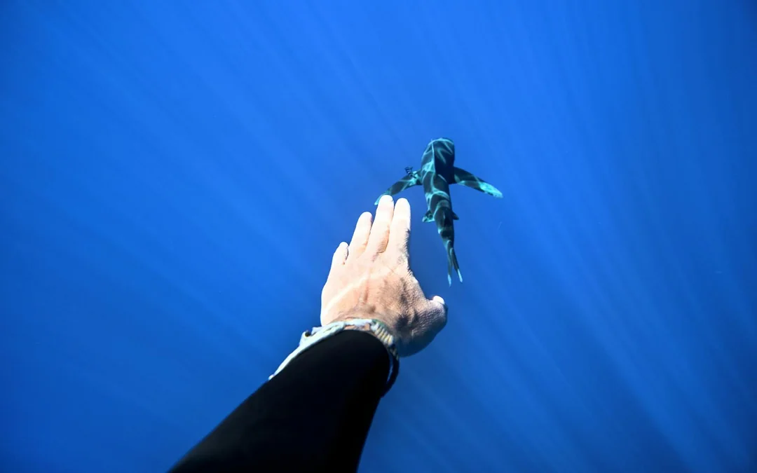 Maui Turtle and Shark Dive Tours Image 5