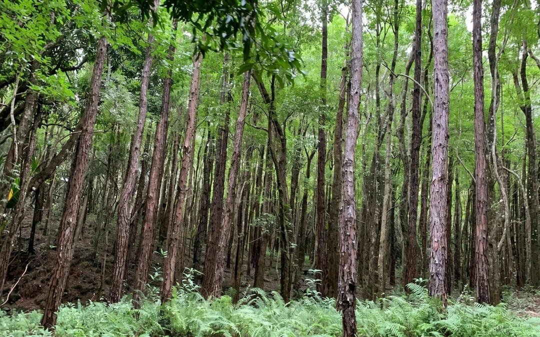 Mauritius: Bel Ombre Nature Reserve 4x4 Guided Safari Image 3
