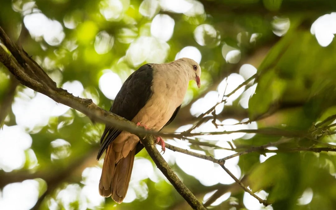 Mauritius: Bel Ombre Nature Reserve 4x4 Guided Safari Image 6