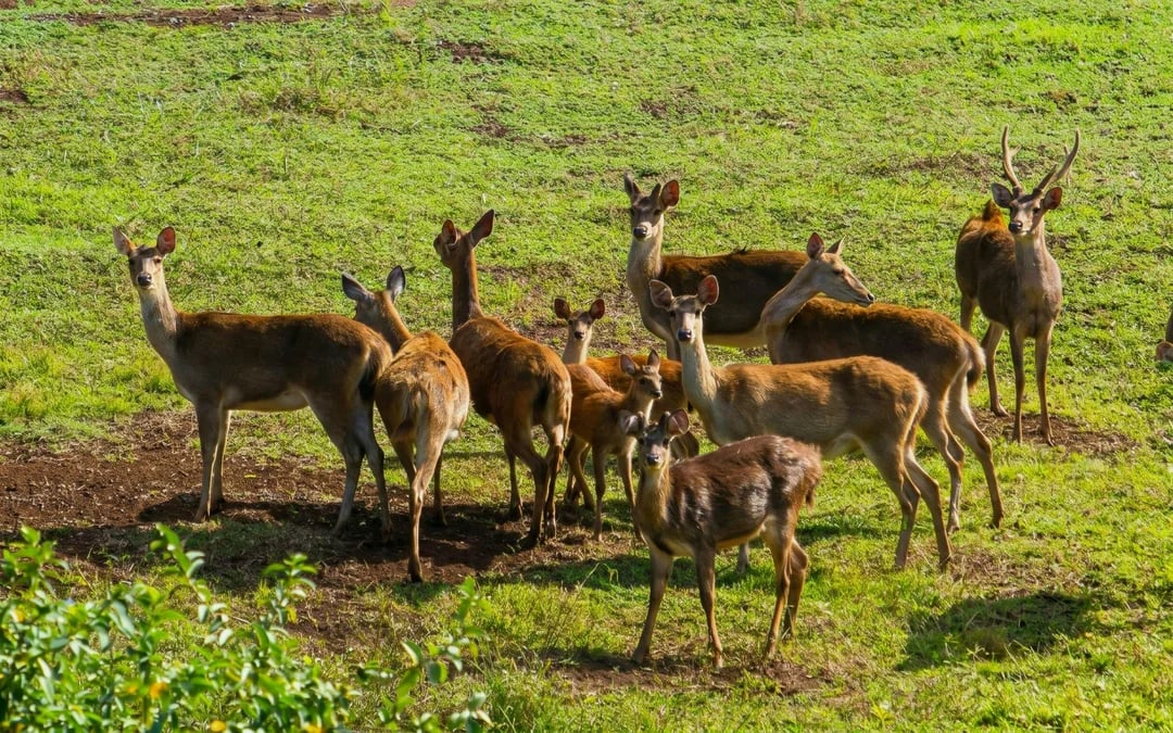 Mauritius: Bel Ombre Nature Reserve Wilderness Tour Image 2