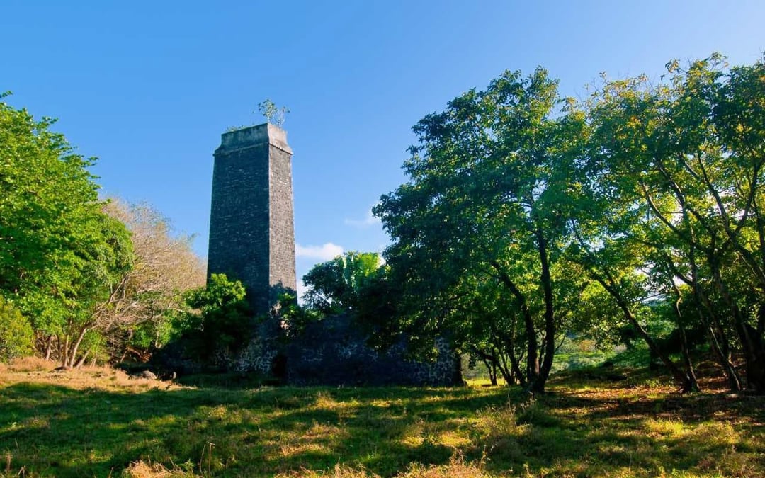 Mauritius: Bel Ombre Nature Reserve Wilderness Tour Image 7