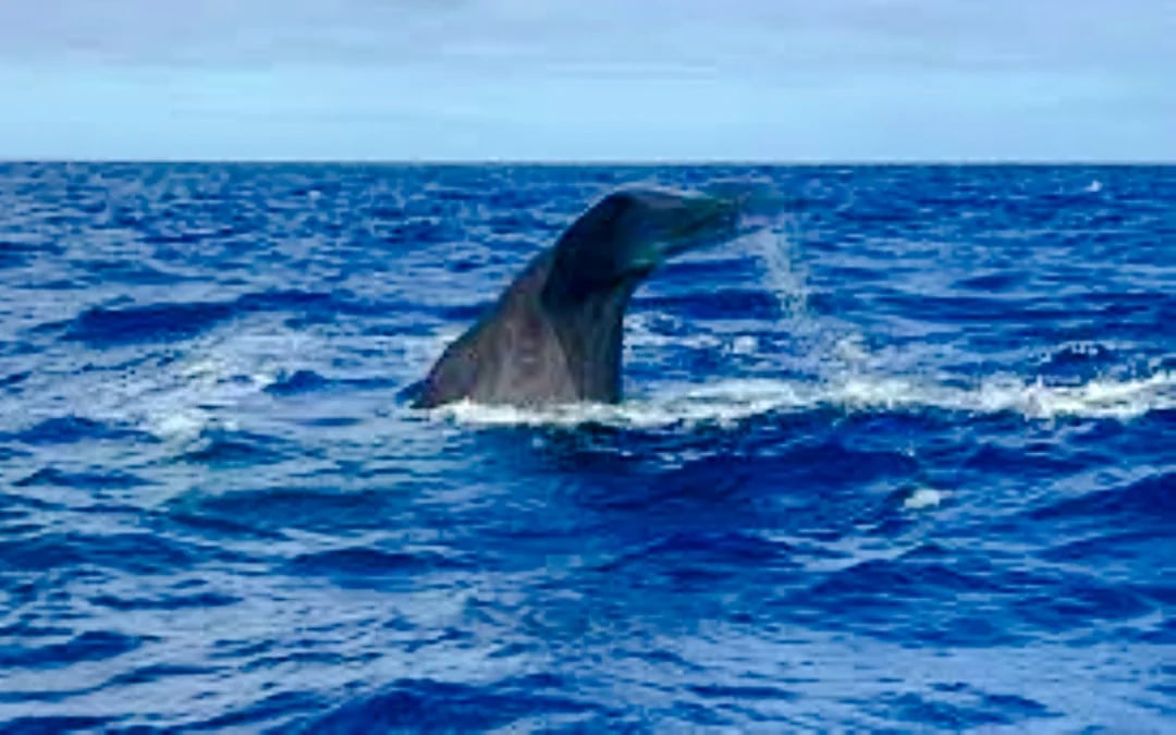 Mauritius Dolphin Watching by Speedboat & South-West Tour with Lunch and Hotel Transfers Image 5