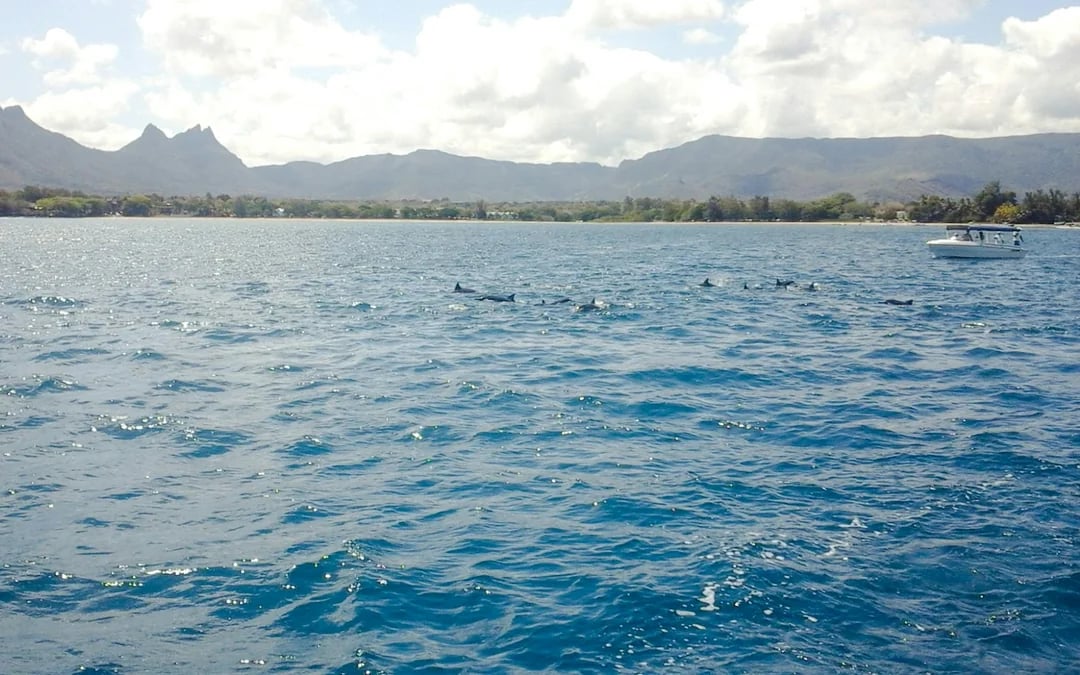 Mauritius Dolphin Watching by Speedboat & South-West Tour with Lunch and Hotel Transfers Image 6