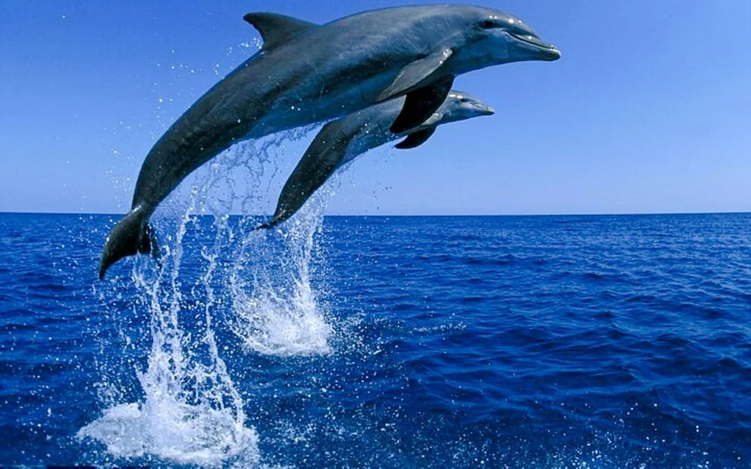 Mauritius Dolphin Watching by Speedboat & South-West Tour with Lunch and Hotel Transfers Image 7