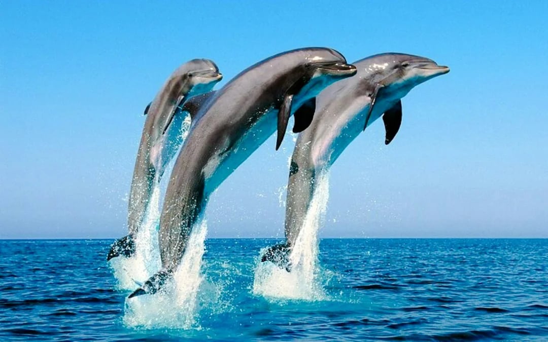 Mauritius Dolphin Watching by Speedboat & South-West Tour with Lunch and Hotel Transfers Image 8
