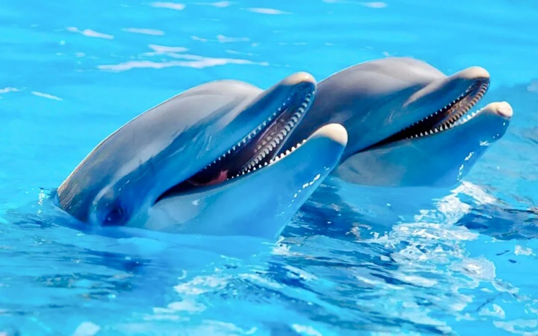 Mauritius Dolphin Watching by Speedboat & South-West Tour with Lunch and Hotel Transfers Image 9