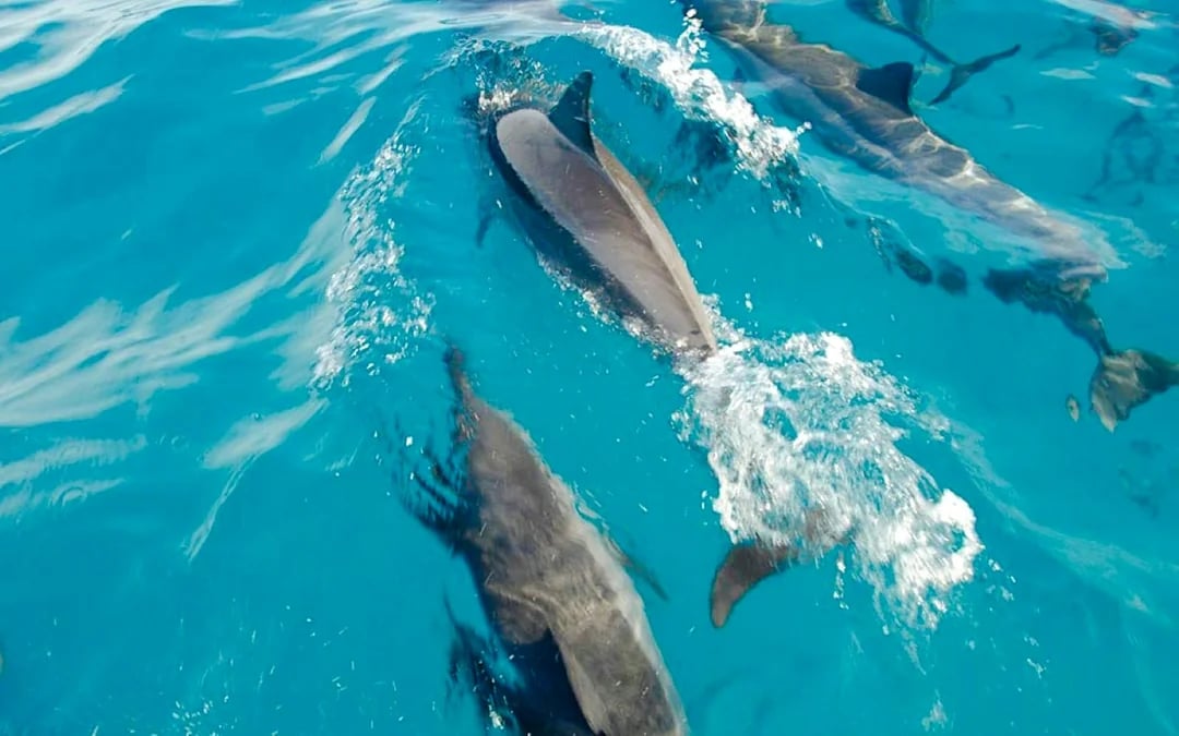 Mauritius Dolphin Watching by Speedboat & South-West Tour with Lunch and Hotel Transfers Image 10