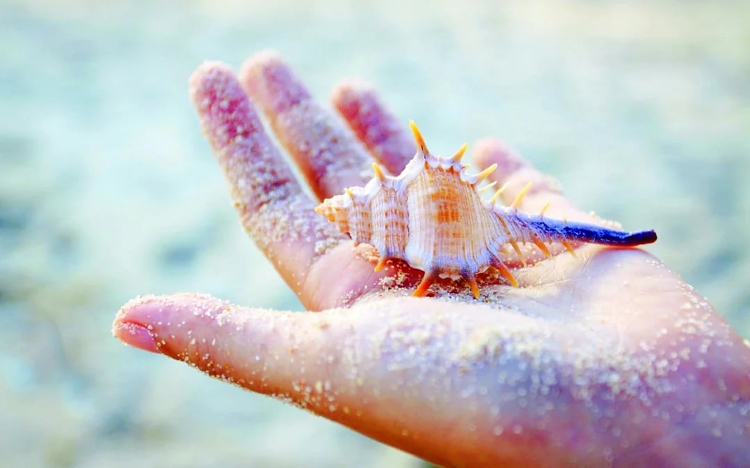 Mauritius Private Nature Tour with World of Seashells Museum and Lunch Image 9