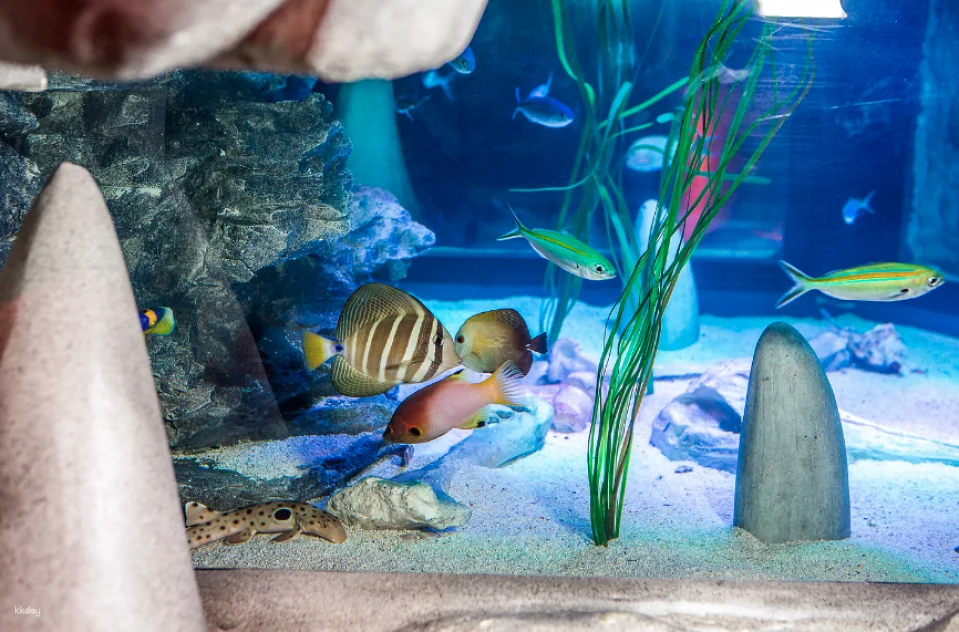 Melbourne SEA LIFE Aquarium Tickets | Victoria