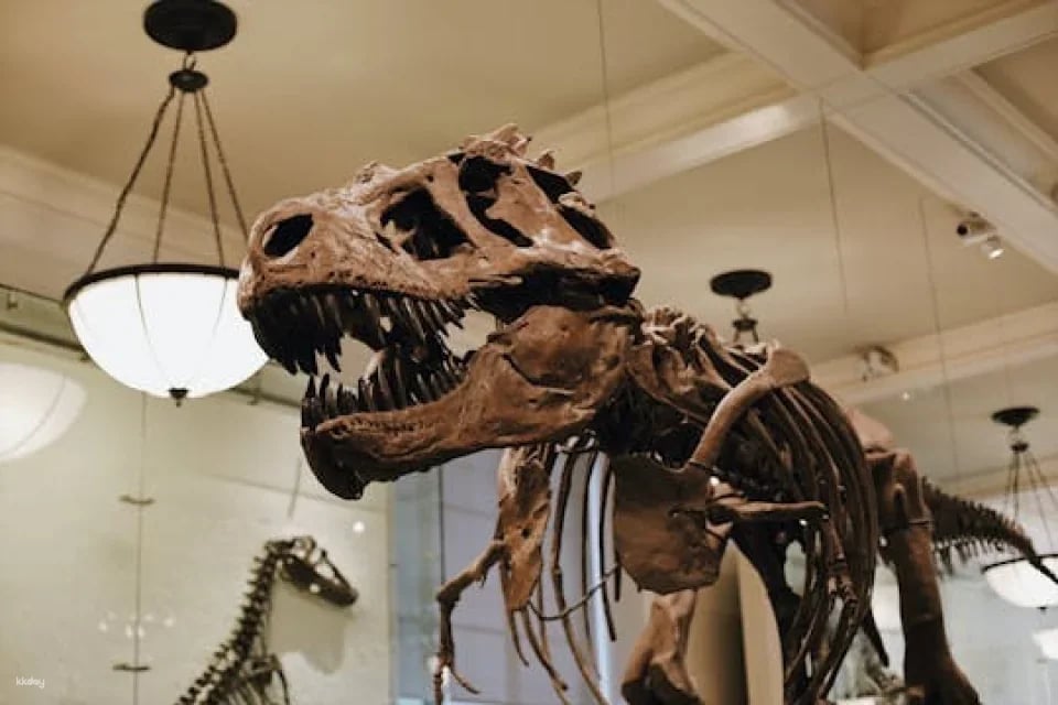 Metropolitan Museum of Art and American Museum of Natural History semi-private combo tour