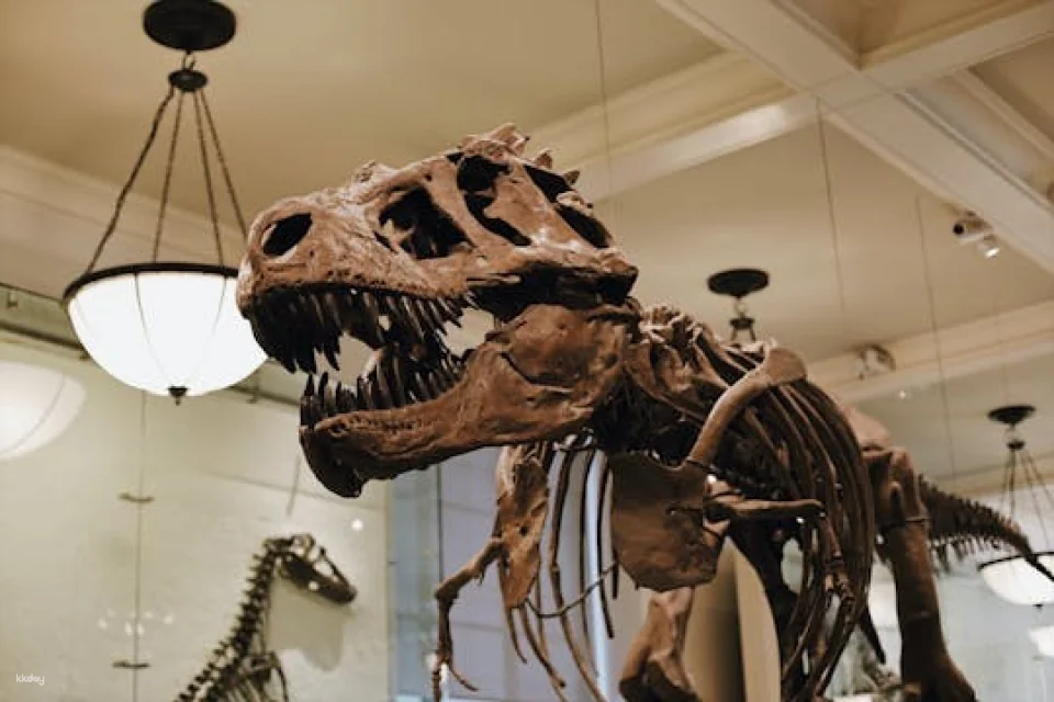 Metropolitan Museum of Art and American Museum of Natural History semi-private combo tour