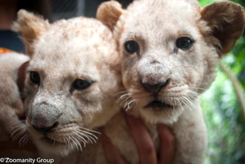 Subic Zoobic Safari Admission Ticket | Philippines