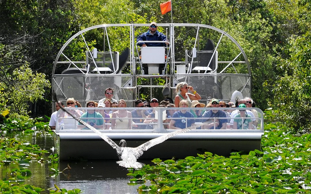 Miami: Airboat Tour with Wildlife Show & Transportation from Miami Image 3
