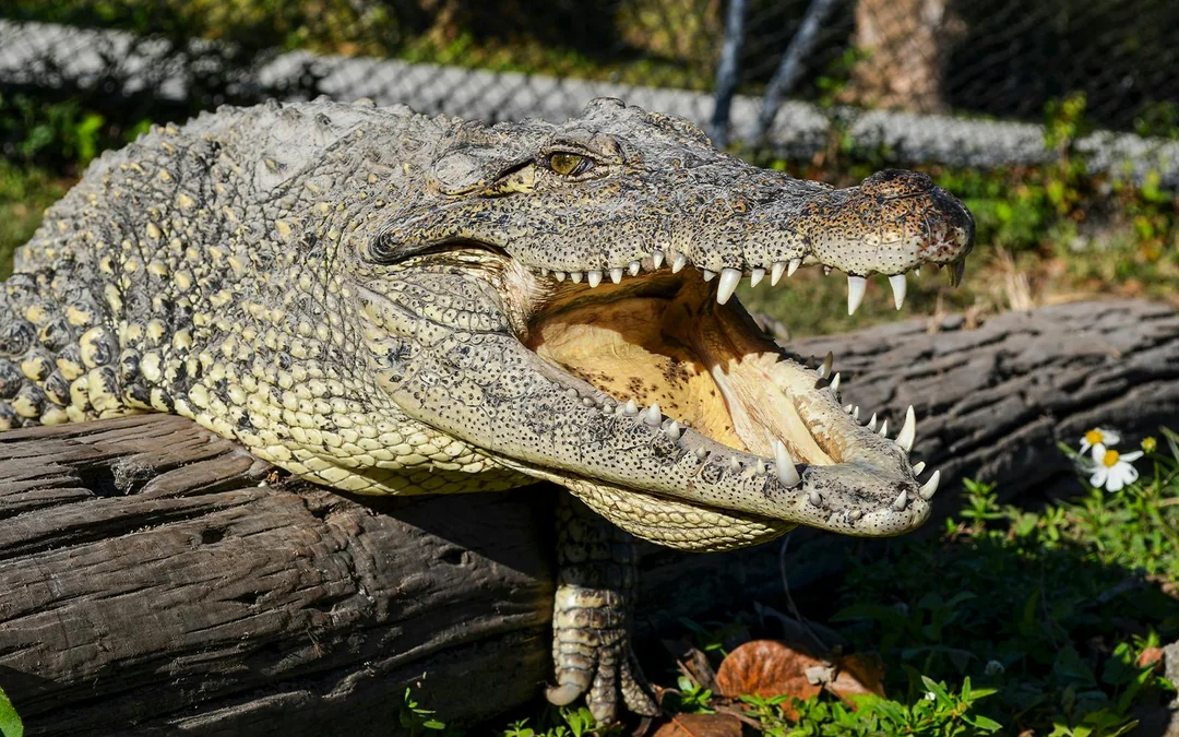 Miami: Airboat Tour with Wildlife Show & Transportation from Miami Image 5