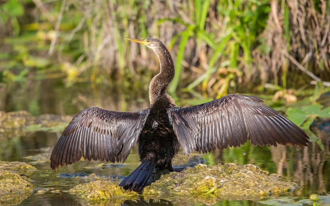 Miami: Airboat Tour with Wildlife Show & Transportation from Miami Image 6