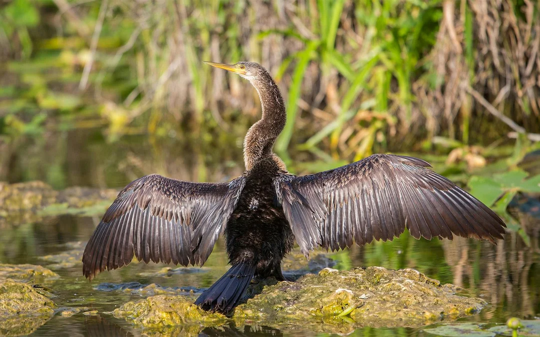 Miami: Airboat Tour with Wildlife Show & Transportation from Miami Image 6