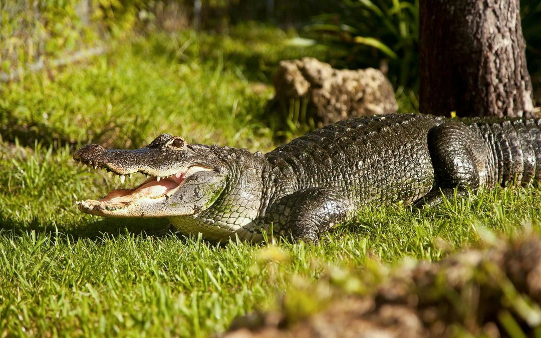 Miami: Everglades Airboat Tour with Reptile Exhibit & Optional Transportation Image 5