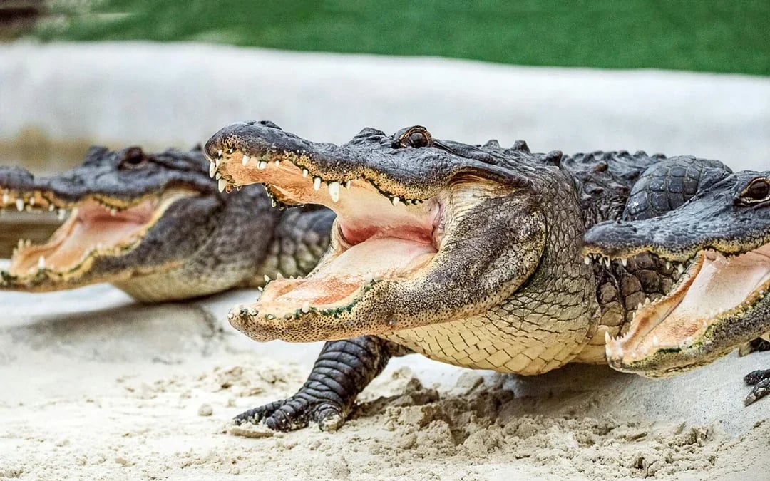 Miami: Everglades Holiday Park Airboat Tour with Alligator Show Image 6