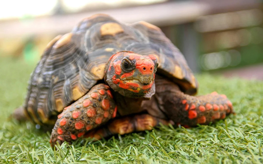 Miami: Everglades Holiday Park Animal Encounter Experience Tickets Image 3