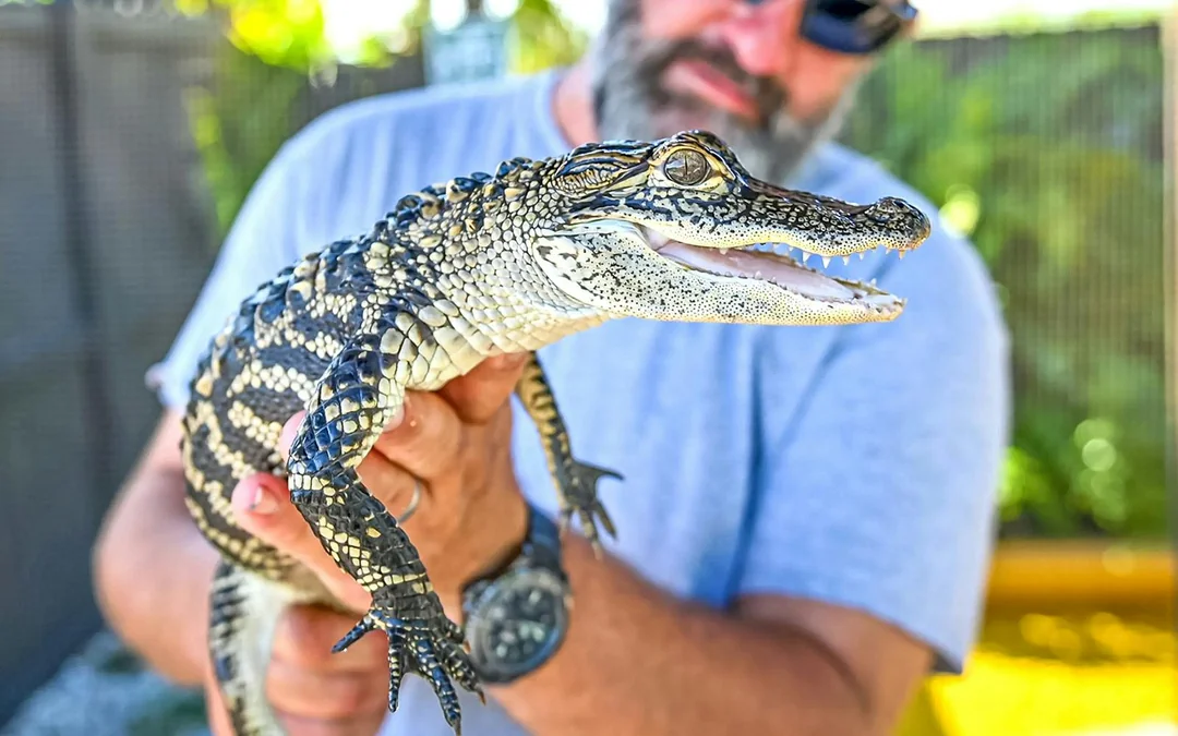Miami: Private Everglades Airboat Tour [Group Pricing] Image 4