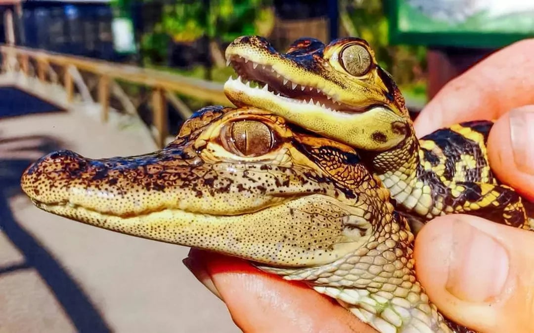 Miami: Private Everglades Airboat Tour [Group Pricing] Image 6