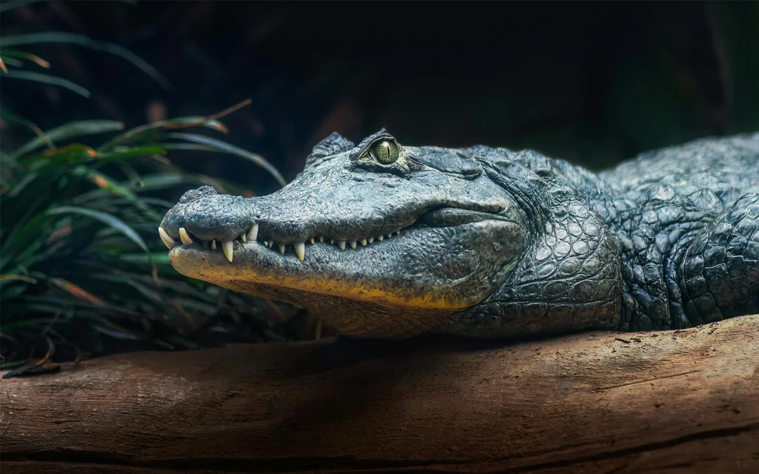 Miami: Sawgrass Recreation Park Airboat Tour at Night Image 2