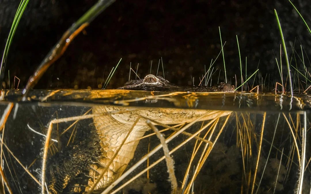 Miami: Sawgrass Recreation Park Airboat Tour at Night Image 6