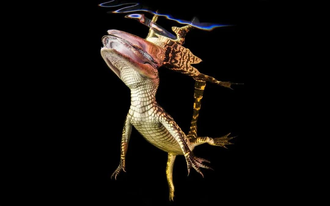 Miami: Sawgrass Recreation Park Airboat Tour at Night Image 8