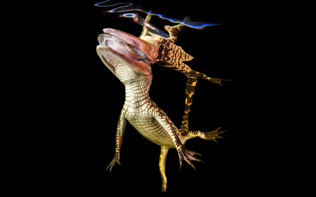 Miami: Sawgrass Recreation Park Airboat Tour at Night Image 8