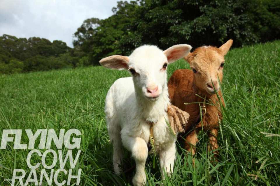 Miaoli Flying Cow Ranch Tickets