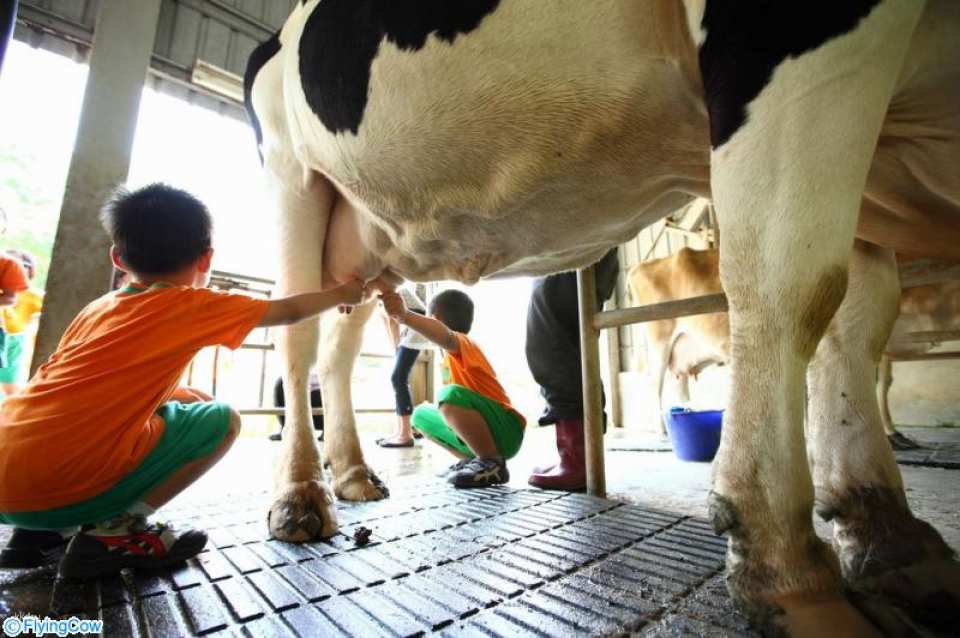 Miaoli Flying Cow Ranch Tickets