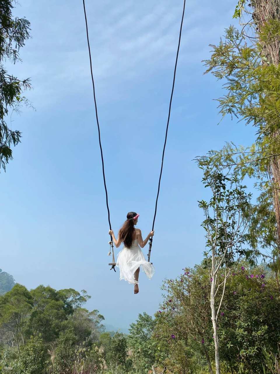 Miaoli Habichu Tea Tree Forest Ticket