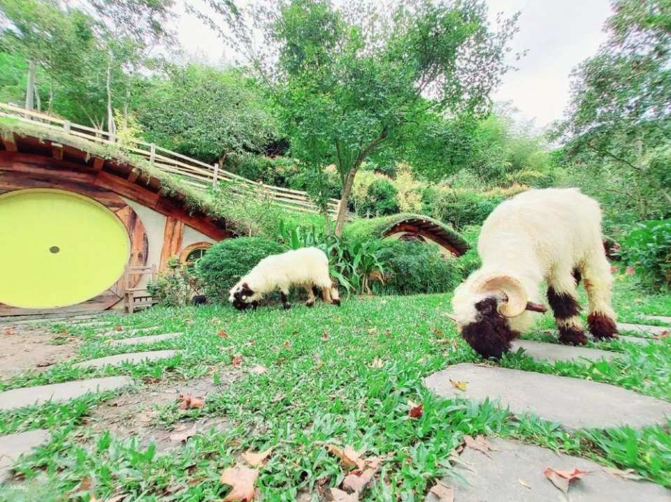 Miaoli Habichu Tea Tree Forest Ticket