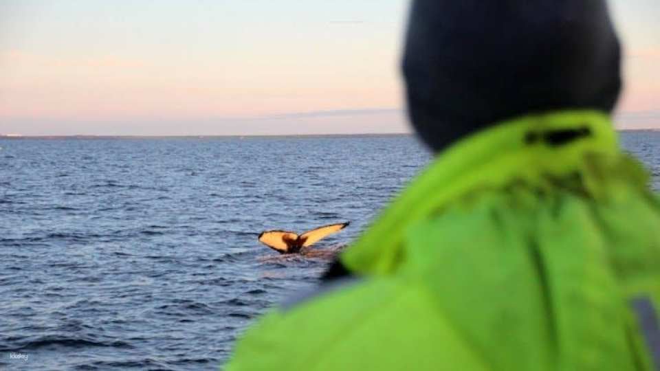 Midnight sun and whale watching boat tour
