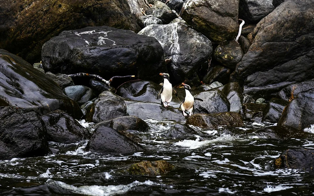 Milford Sound Cruise with Multiple Viewing Decks by RealNZ Image 12