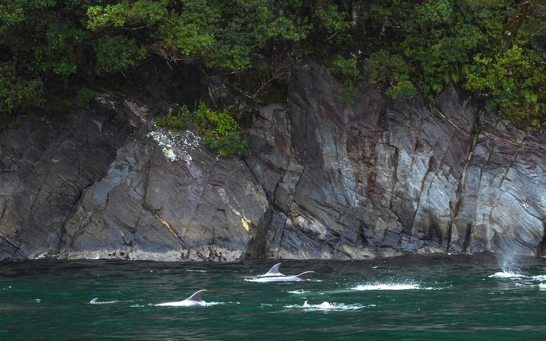 Milford Sound Cruise Image 4