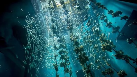Miyajima Aquarium (Infant) experience image 3