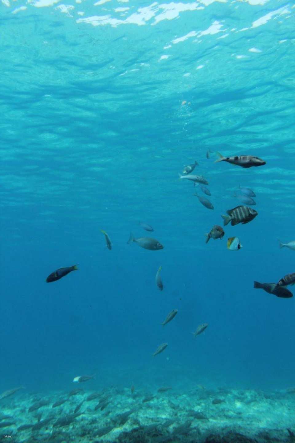 Miyakojima Marine Park Tickets | Underwater Viewing Experience