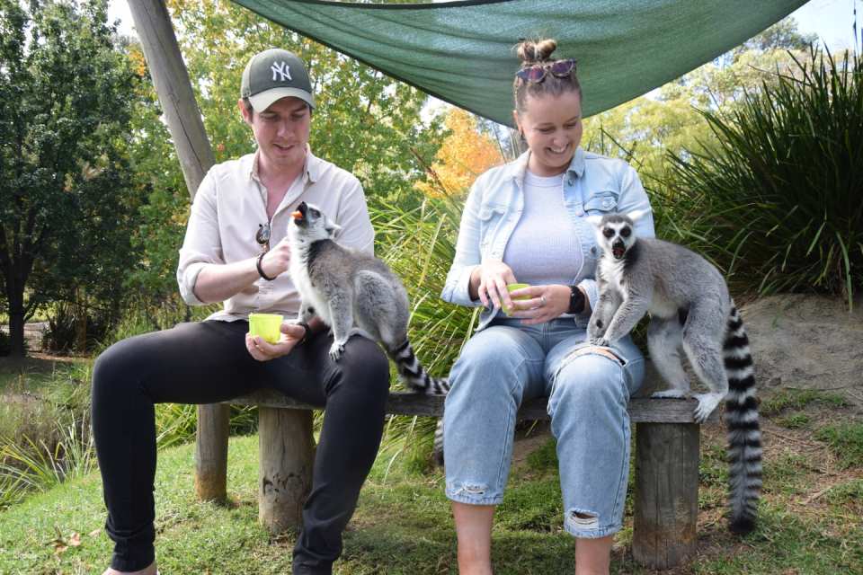 Mogo Wildlife Park Ticket | Australia