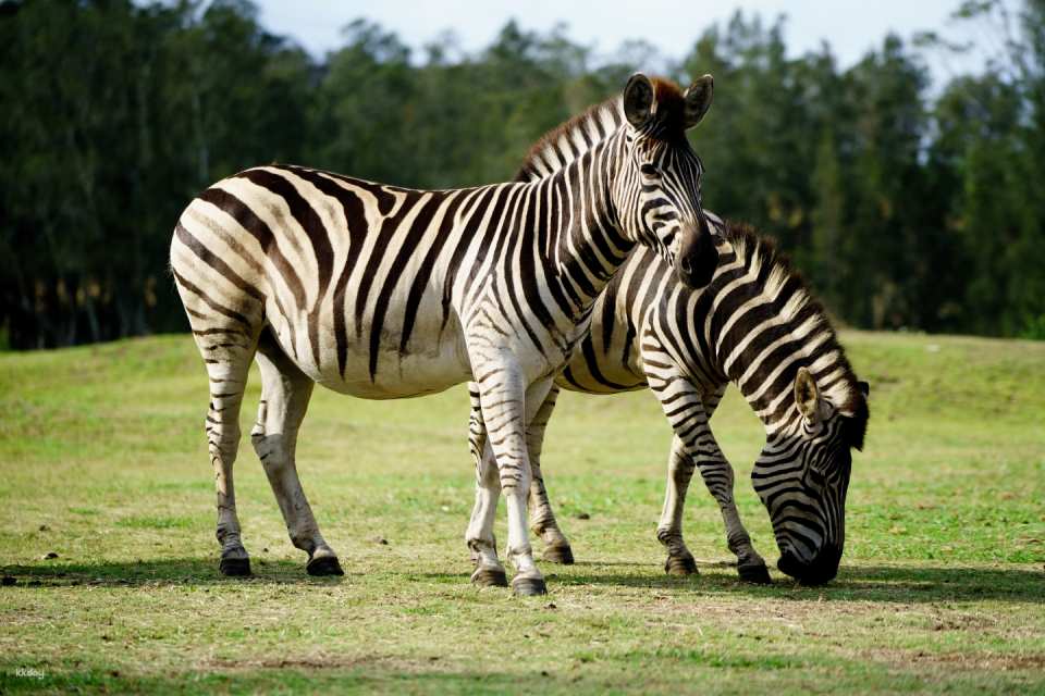 Mogo Wildlife Park Ticket | Australia