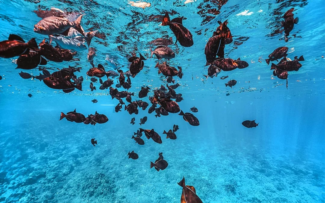 Molokini Crater & Turtle Arches Snorkel by Adventure Raft Image 3