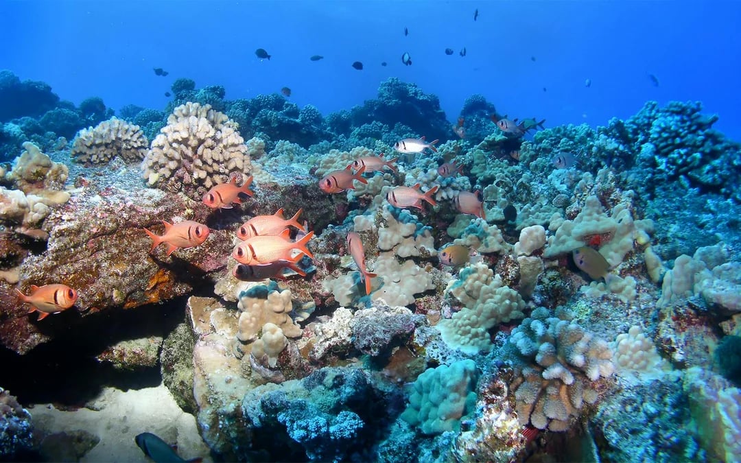 Molokini Crater & Turtle Arches Snorkel by Adventure Raft Image 6