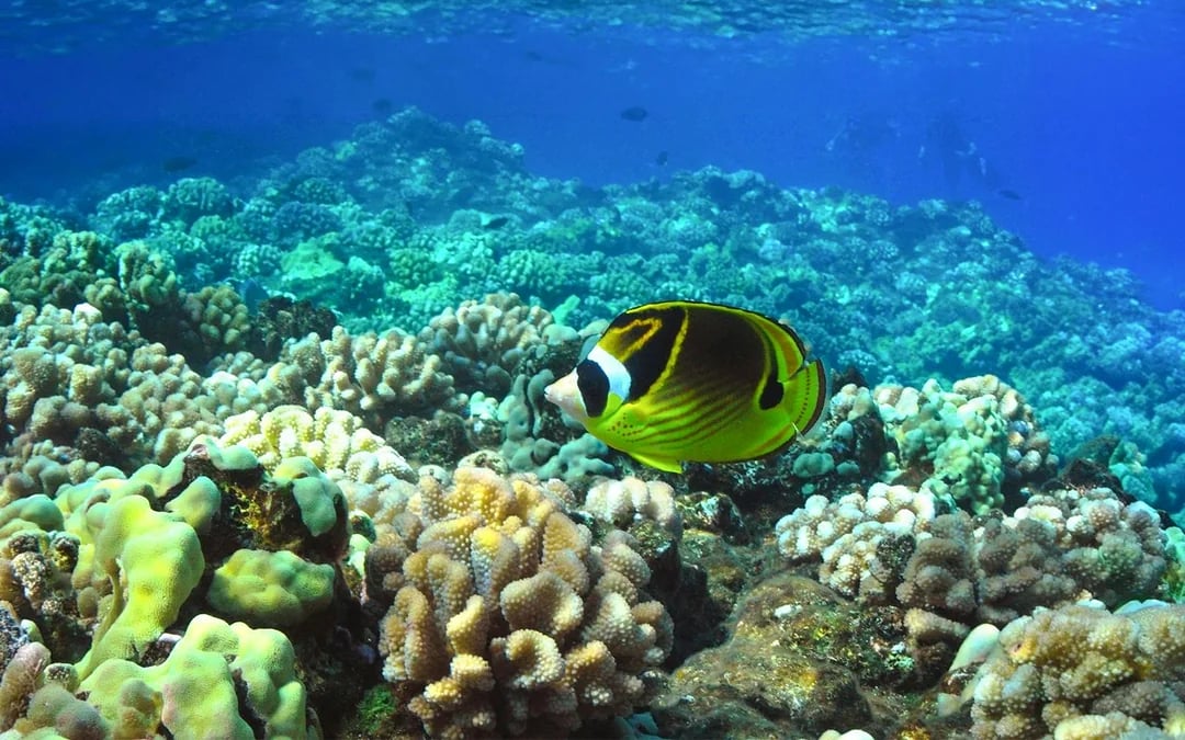 Molokini Crater & Turtle Arches Snorkel by Catamaran or Raft Image 5
