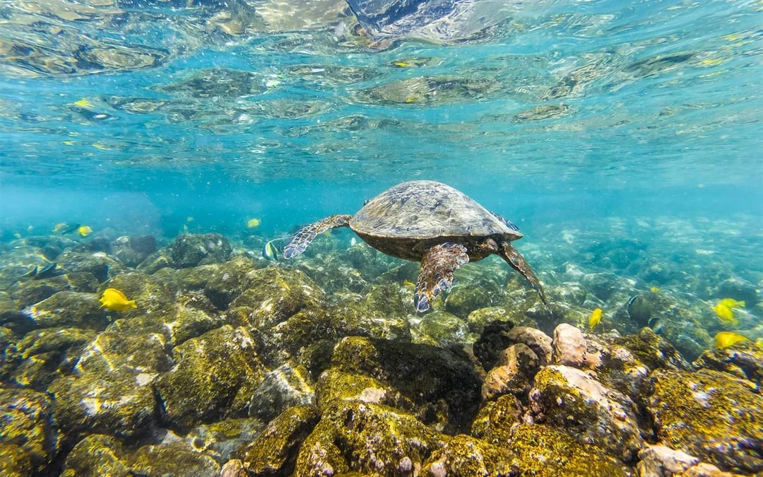 Molokini Crater & Turtle Arches Snorkel by Catamaran or Raft Image 7