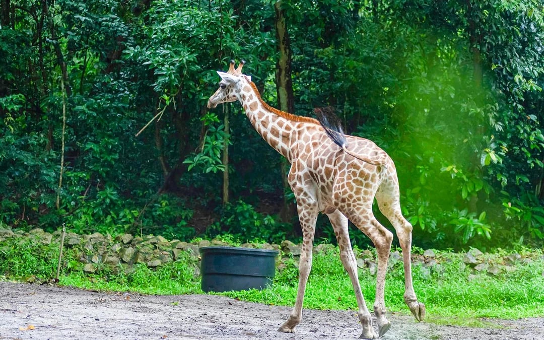 Mombasa: Nguuni Nature Sanctuary Guided Giraffe Feeding Excursion Image 1