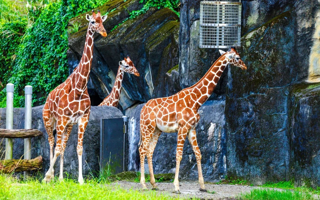 Mombasa: Nguuni Nature Sanctuary Guided Giraffe Feeding Excursion Image 6