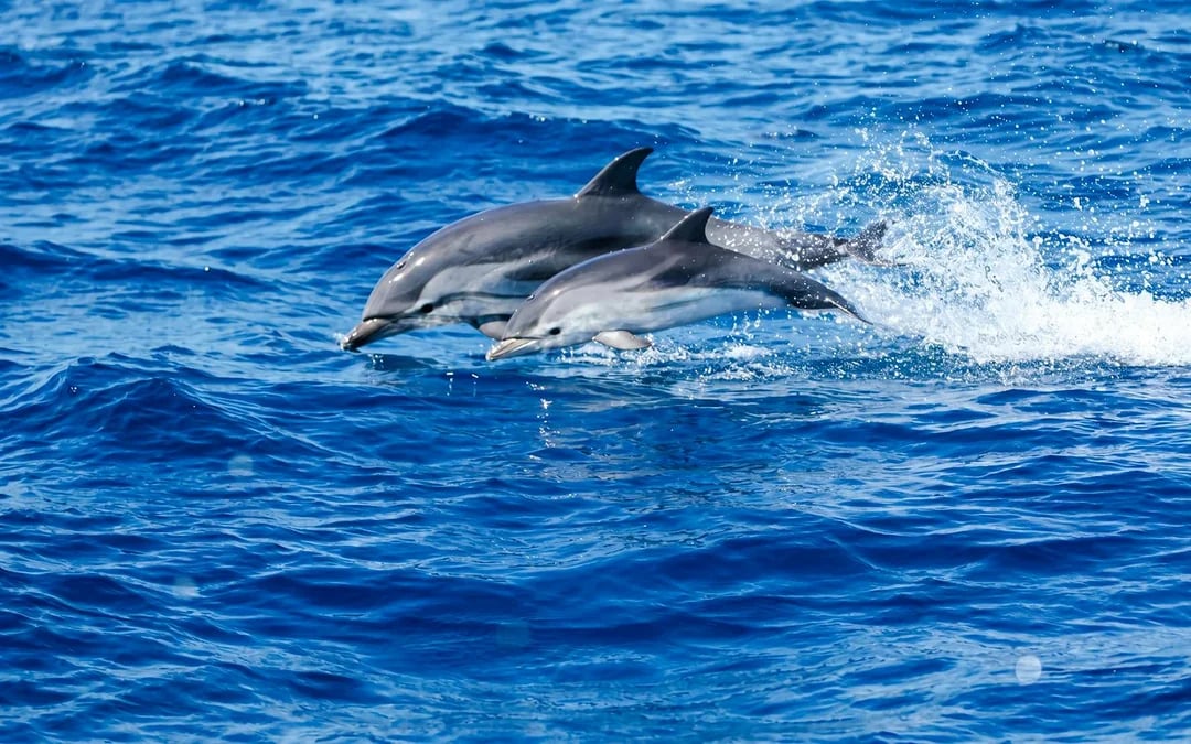 Monaco Boat Tour Image 5