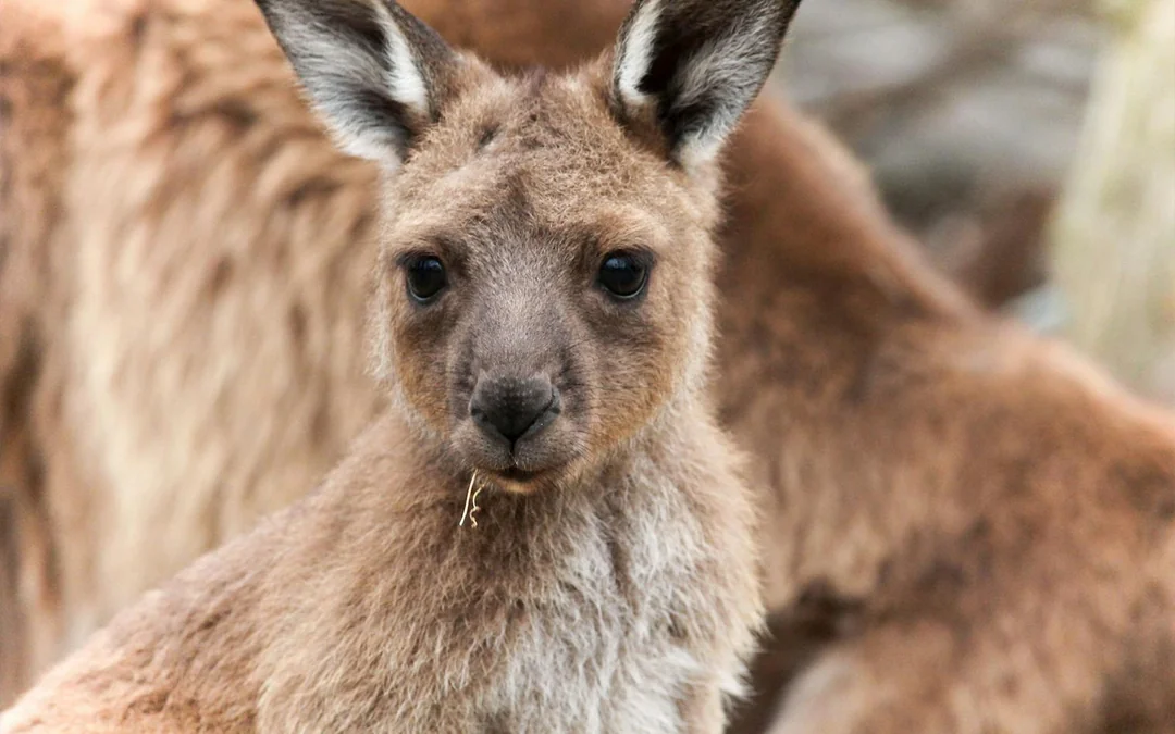 Moonlit Sanctuary Wildlife Park Admission Tickets Image 2